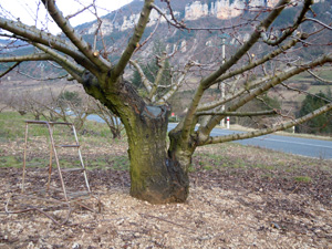 Greffes anglaises épaulées sur cerisier